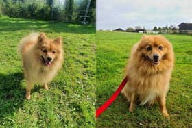 Pom Bear, the five-year-old Spitz is looking for his forever home after being at The Stubbington Ark for over a year. 
Picture credit: The Stubbington Ark