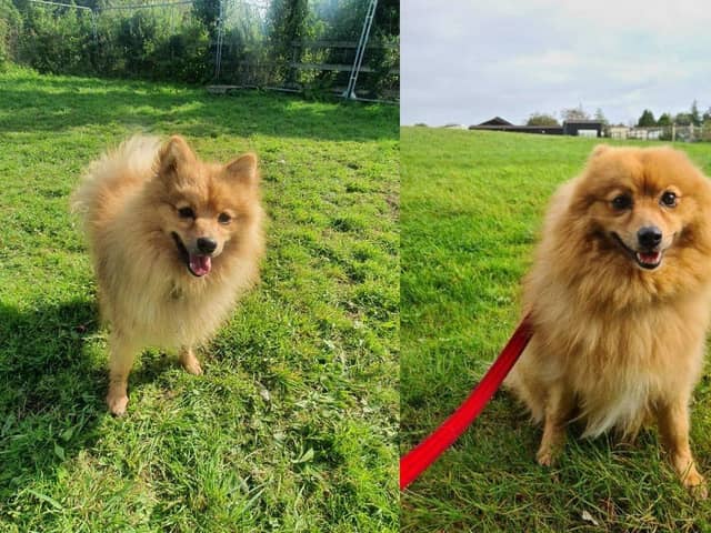 Pom Bear, the five-year-old Spitz is looking for his forever home after being at The Stubbington Ark for over a year. 
Picture credit: The Stubbington Ark