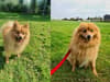 RSPCA The Stubbington Ark: Pom Bear the Spitz has been at The Stubbington Ark for over a year - and he is now looking for a new home