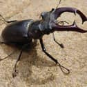Stag beetle Picture: Chris Fosbrook