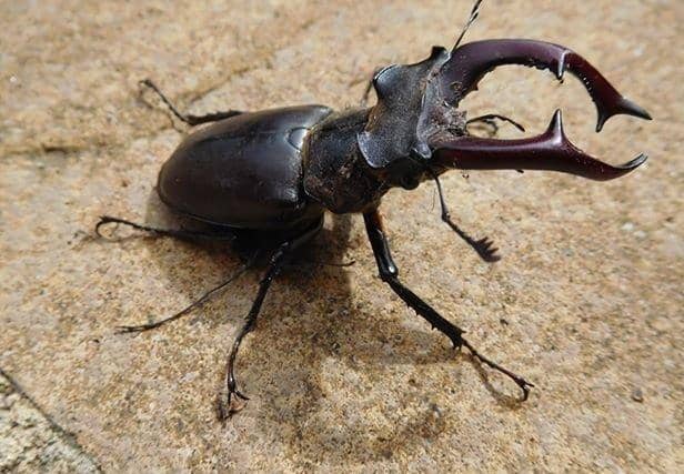 Stag beetle Picture: Chris Fosbrook