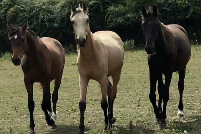 Daisy, Lola and Ocean like nothing more than hanging out with each other. This photo came second in One Summer's Day. Picture: Ashley Harley
