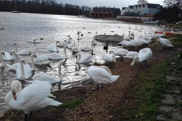 An outbreak of bird flu has struck swans living along Fareham Creek. Picture: Paula Headley
