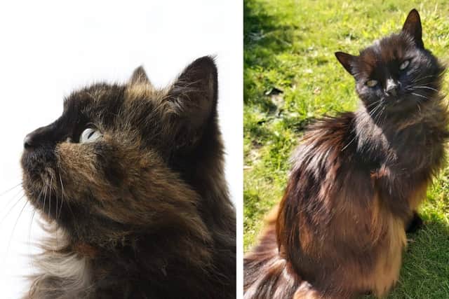 Elisha Straw, 17 from Stamshaw, will be shaving her head to raise money for the Cat and Rabbit Rescue Centre where she adopted her two cats from. Pictured: Left is Avery and right is Payton