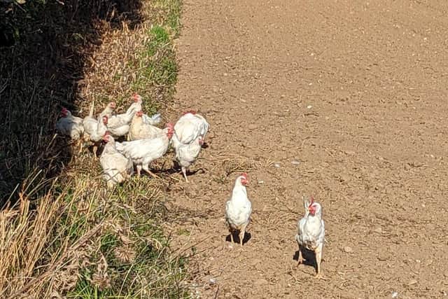 A group of abandoned white hens in Norfolk