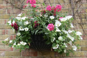 Flat-backed hanging baskets are more protected from the weather so might last well into autumn.