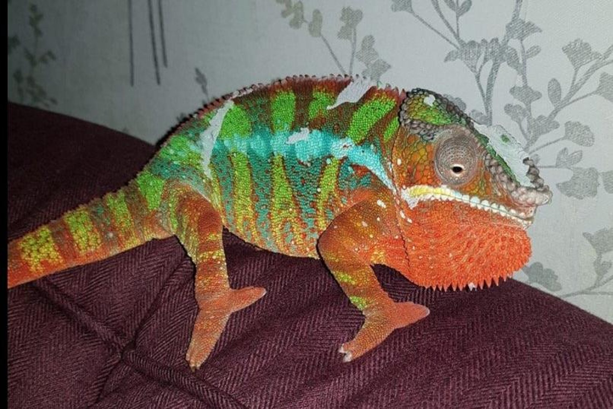 Introducing 21 of the most unusual pets in Portsmouth ...