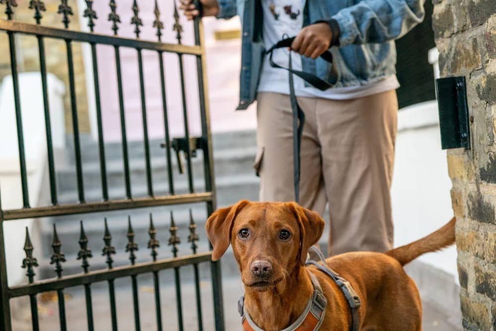 Nearly half of UK dog owners walk their pets in dangerous heat