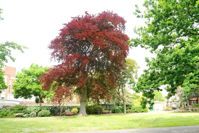 Victoria Park, Portsmouth.

Picture: Sarah Standing (060519-8154)