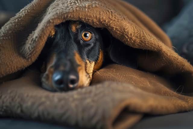 Pets will always struggle with fireworks - but calming chews are a great first step to making them more relaxed