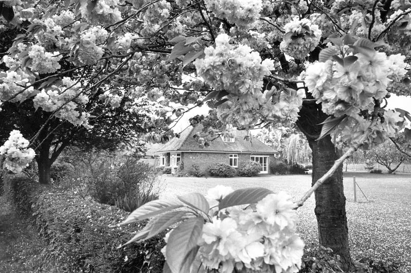 Cherry Orchard, Hayling in May 1974. The News PP4853