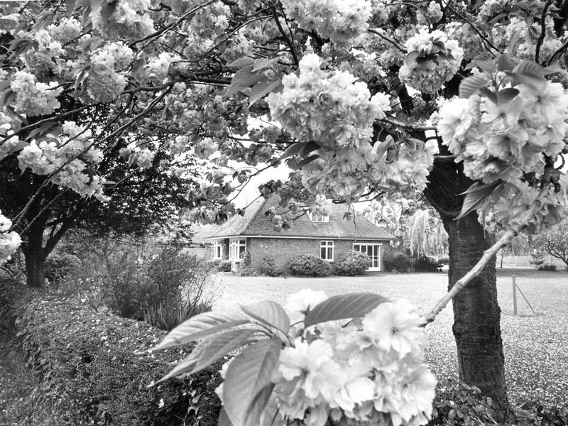 Cherry Orchard, Hayling in May 1974. The News PP4853