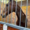 The horse, Cero, needed surgery to remove a bone fragment from his neck