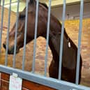 The horse, Cero, needed surgery to remove a bone fragment from his neck