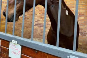The horse, Cero, needed surgery to remove a bone fragment from his neck