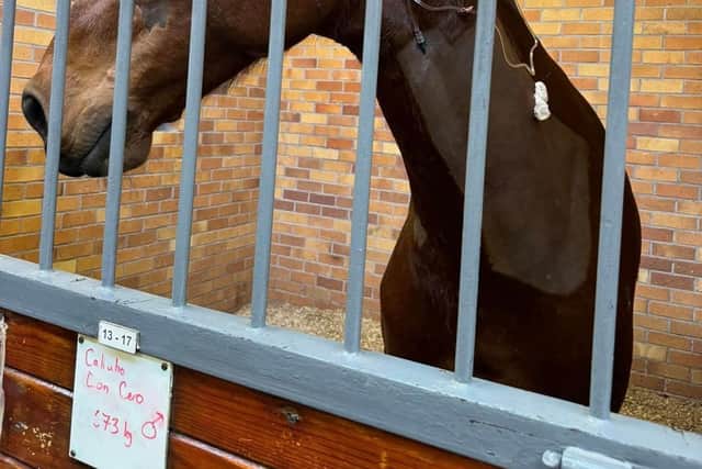 The horse, Cero, needed surgery to remove a bone fragment from his neck