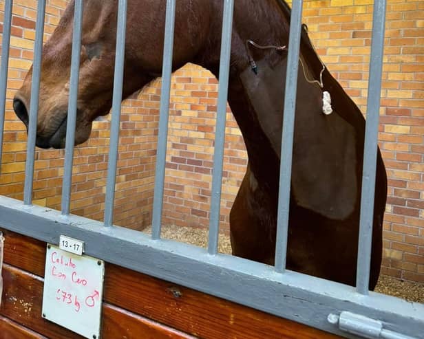 The horse, Cero, needed surgery to remove a bone fragment from his neck