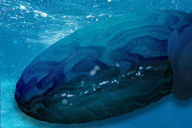 Senior Royal Navy staff called the young engineers' designs 'radically' different, with one concept showing an underwater platform holding drones within the folds of its 'brain-like' hull.