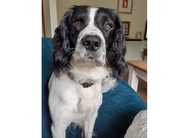 Susan Ford shared this adorable picture of Harvey.