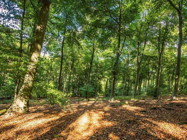 Queen Elizabeth Country Park in the South Downs is a lovely place to spend a day with the family - and a beautiful location in the autumn. The park is equipped with a mountain biking area and a military assault course.
Picture by Sam Moore/SDNPA