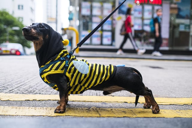 A Dachshund will set you back around £1,340 on average. (Photo by Keith Tsuji/Getty Images)