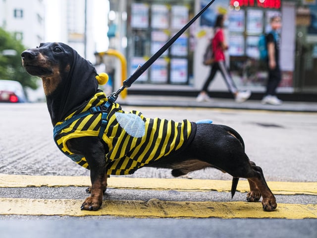 A Dachshund will set you back around £1,340 on average. (Photo by Keith Tsuji/Getty Images)
