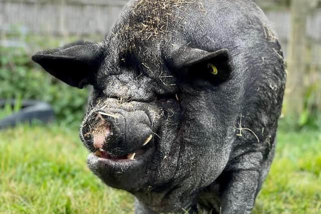 Crumpet the pig.