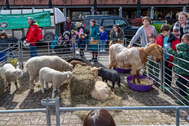 Animals meeting the public at the Mill Cottage Farm Experience in Port Solent.Picture: Mike Cooter