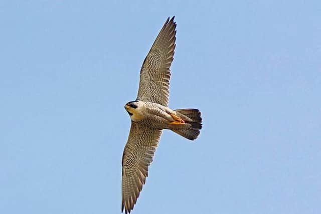 Peregrine falcons were found nesting in Horatia House, Somers Town.