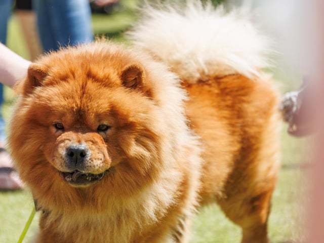 Whiteley Shopping Centre held its annual doggie day on Saturday, May 31.