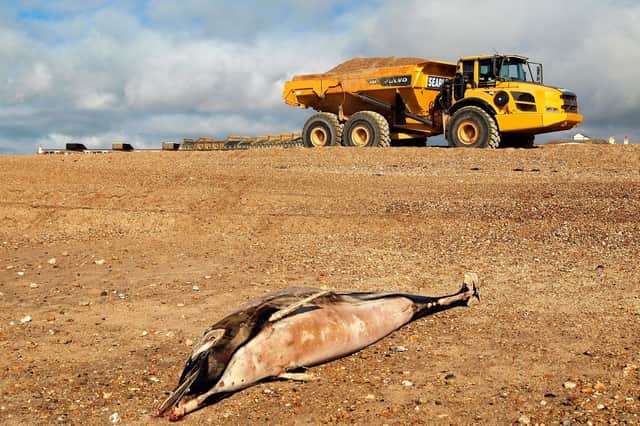 Dead dolphin found on beach on Hayling Island. Picture: Steffen Tauchnitz