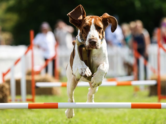 A dog at Goodwoof 2024. Picture: Matt Alexander/PA Media Assignments