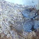 Amur Leopards born at wildlife park