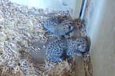 Amur Leopards born at wildlife park