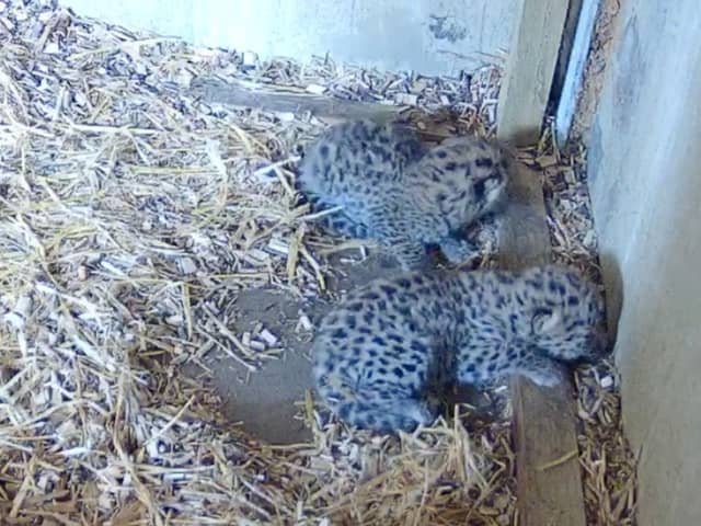 Amur Leopards born at wildlife park