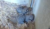Amur Leopards born at wildlife park