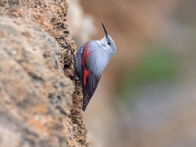 Wallcreeper, Spain