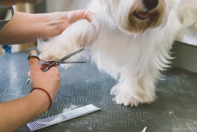 Short Bark and Sides in a dog grooming business in Gosport