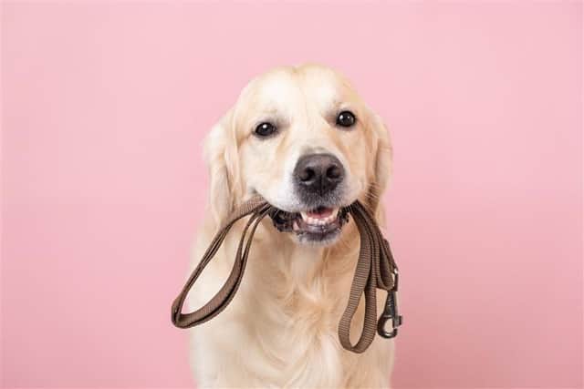 Take the lead with your pet for Walk Your Dog month