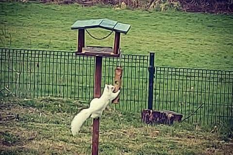 Jonny Ashton, a teacher at Mill Hill Primary, Waterlooville, spotted a rare albino squirrel on school grounds
