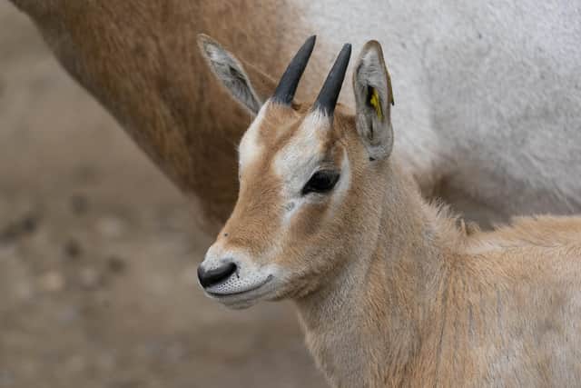Freya the baby scimitar-horned oryx calf born at Marwell Zoo.