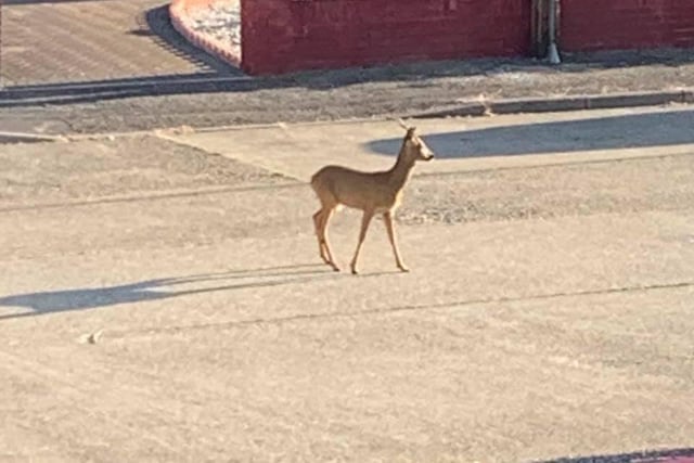 Lockdown wildlife: This deer was a sight for sore eyes in a residential area in Bridgemary. 