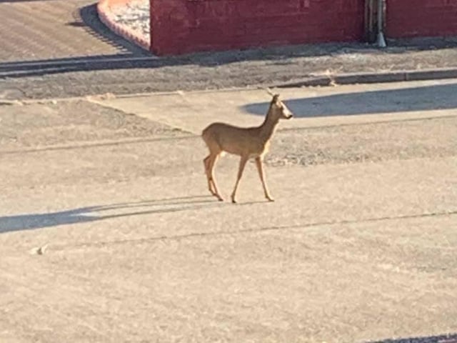 Lockdown wildlife: This deer was a sight for sore eyes in a residential area in Bridgemary. 