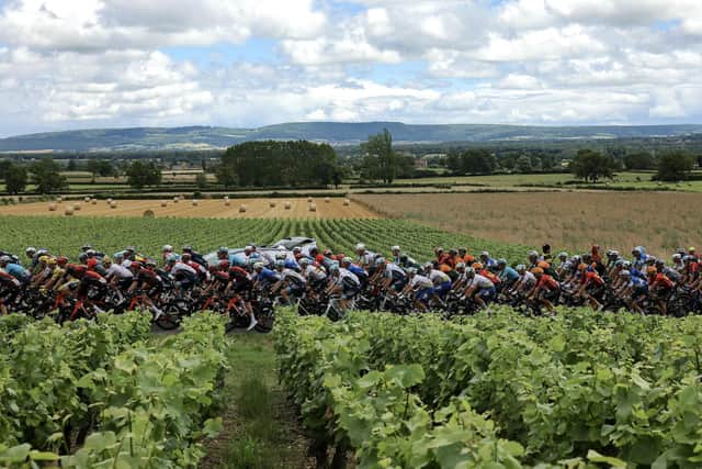 The pack of riders (peloton) cycles past vineyards in the Burgundy region during the 6th stage of the 111th edition of the Tour de France cycling race (Picture: THOMAS SAMSON/AFP via Getty Images)