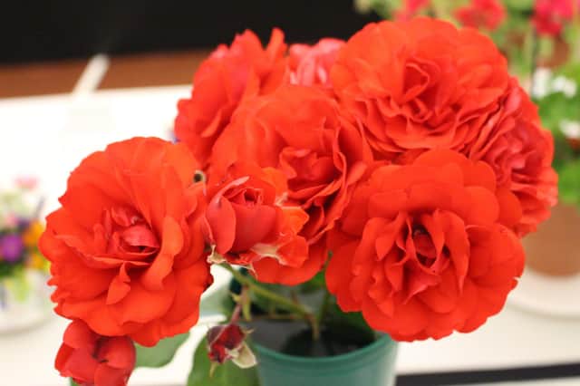 Hayling Island Horticultural Society will be hosting its Virtual Summer Show due to the lockdown restrictions. Pictured: Entries from last years event