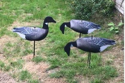 Decoy geese like the ones pictured, will be used to encourage the birds to the stretch of land in Southsea.