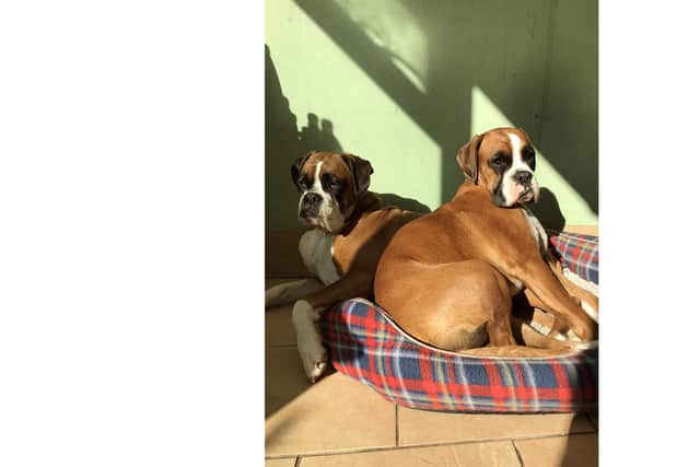 Ethel and Olive catching the waning warmth of the sun. This photo was declared the One Summer's Day winner. Picture by Tracey Devenish