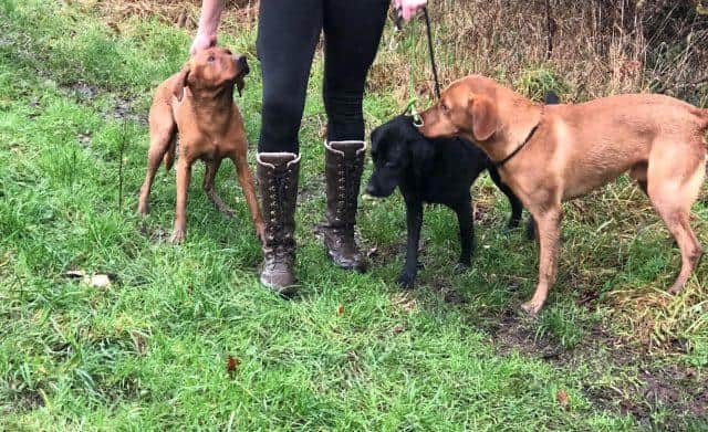 Juno, Forest and Arber were rescued after being trapped under a bridge near the River Meon in Wickham. Picture: Hampshire and Isle of Wight Fire and Rescue Service.