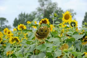 Sam's Sunflowers in Hayling Island, on Sunday, August 4, 2024.

Picture: Sarah Standing (040824-3954)