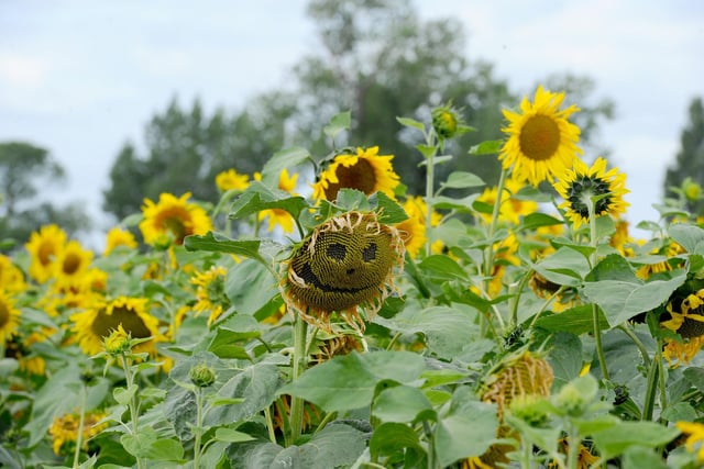 Sam's Sunflowers in Hayling Island, on Sunday, August 4, 2024.

Picture: Sarah Standing (040824-3954)
